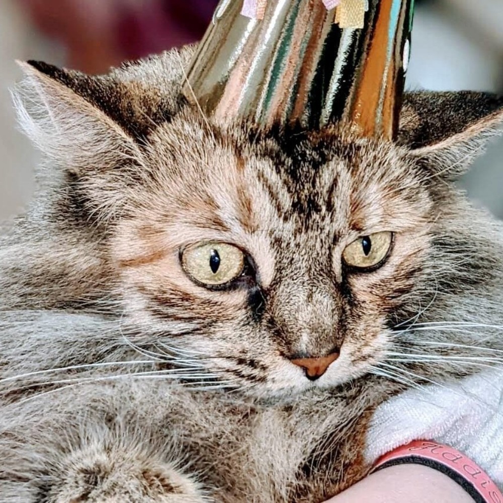 Meet your Posher, Tiffany